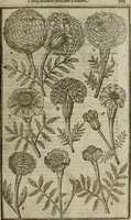 An illustration from Paradisi in sole, paradisus terrestris : or, a choice garden of all sorts of rarest flowers : with their nature, place of birth, time of flowering, names, and vertues to each plant, useful in physick, or admired for beauty. To which is annext a kitchen-garden furnished with all manner of herbs, roots, and fruits, for meat or sawce used with us. With the art of planting an orchard of all sorts of fruit-bearing trees and shrubs, shewing the nature of grafting, inoculating and pruning of them. Together with the right ordering, planting and preserving of them, with their select vertues: All unmentioned in former Herbals (1656)