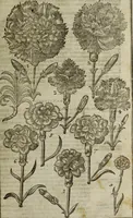 An illustration from Paradisi in sole, paradisus terrestris : or, a choice garden of all sorts of rarest flowers : with their nature, place of birth, time of flowering, names, and vertues to each plant, useful in physick, or admired for beauty. To which is annext a kitchen-garden furnished with all manner of herbs, roots, and fruits, for meat or sawce used with us. With the art of planting an orchard of all sorts of fruit-bearing trees and shrubs, shewing the nature of grafting, inoculating and pruning of them. Together with the right ordering, planting and preserving of them, with their select vertues: All unmentioned in former Herbals (1656)