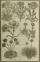 An illustration from Paradisi in sole, paradisus terrestris : or, a choice garden of all sorts of rarest flowers : with their nature, place of birth, time of flowering, names, and vertues to each plant, useful in physick, or admired for beauty. To which is annext a kitchen-garden furnished with all manner of herbs, roots, and fruits, for meat or sawce used with us. With the art of planting an orchard of all sorts of fruit-bearing trees and shrubs, shewing the nature of grafting, inoculating and pruning of them. Together with the right ordering, planting and preserving of them, with their select vertues: All unmentioned in former Herbals (1656)