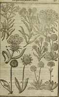Picture 62 of 122 from Paradisi in sole, paradisus terrestris : or, a choice garden of all sorts of rarest flowers : with their nature, place of birth, time of flowering, names, and vertues to each plant, useful in physick, or admired for beauty. To which is annext a kitchen-garden furnished with all manner of herbs, roots, and fruits, for meat or sawce used with us. With the art of planting an orchard of all sorts of fruit-bearing trees and shrubs, shewing the nature of grafting, inoculating and pruning of them. Together with the right ordering, planting and preserving of them, with their select vertues: All unmentioned in former Herbals (1656), leaf 332