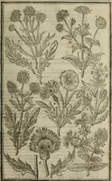An illustration from Paradisi in sole, paradisus terrestris : or, a choice garden of all sorts of rarest flowers : with their nature, place of birth, time of flowering, names, and vertues to each plant, useful in physick, or admired for beauty. To which is annext a kitchen-garden furnished with all manner of herbs, roots, and fruits, for meat or sawce used with us. With the art of planting an orchard of all sorts of fruit-bearing trees and shrubs, shewing the nature of grafting, inoculating and pruning of them. Together with the right ordering, planting and preserving of them, with their select vertues: All unmentioned in former Herbals (1656)