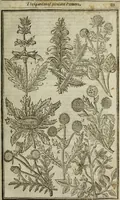 An illustration from Paradisi in sole, paradisus terrestris : or, a choice garden of all sorts of rarest flowers : with their nature, place of birth, time of flowering, names, and vertues to each plant, useful in physick, or admired for beauty. To which is annext a kitchen-garden furnished with all manner of herbs, roots, and fruits, for meat or sawce used with us. With the art of planting an orchard of all sorts of fruit-bearing trees and shrubs, shewing the nature of grafting, inoculating and pruning of them. Together with the right ordering, planting and preserving of them, with their select vertues: All unmentioned in former Herbals (1656)