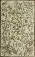 An illustration from Paradisi in sole, paradisus terrestris : or, a choice garden of all sorts of rarest flowers : with their nature, place of birth, time of flowering, names, and vertues to each plant, useful in physick, or admired for beauty. To which is annext a kitchen-garden furnished with all manner of herbs, roots, and fruits, for meat or sawce used with us. With the art of planting an orchard of all sorts of fruit-bearing trees and shrubs, shewing the nature of grafting, inoculating and pruning of them. Together with the right ordering, planting and preserving of them, with their select vertues: All unmentioned in former Herbals (1656)