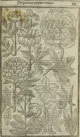 An illustration from Paradisi in sole, paradisus terrestris : or, a choice garden of all sorts of rarest flowers : with their nature, place of birth, time of flowering, names, and vertues to each plant, useful in physick, or admired for beauty. To which is annext a kitchen-garden furnished with all manner of herbs, roots, and fruits, for meat or sawce used with us. With the art of planting an orchard of all sorts of fruit-bearing trees and shrubs, shewing the nature of grafting, inoculating and pruning of them. Together with the right ordering, planting and preserving of them, with their select vertues: All unmentioned in former Herbals (1656)