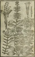 An illustration from Paradisi in sole, paradisus terrestris : or, a choice garden of all sorts of rarest flowers : with their nature, place of birth, time of flowering, names, and vertues to each plant, useful in physick, or admired for beauty. To which is annext a kitchen-garden furnished with all manner of herbs, roots, and fruits, for meat or sawce used with us. With the art of planting an orchard of all sorts of fruit-bearing trees and shrubs, shewing the nature of grafting, inoculating and pruning of them. Together with the right ordering, planting and preserving of them, with their select vertues: All unmentioned in former Herbals (1656)