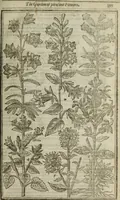 An illustration from Paradisi in sole, paradisus terrestris : or, a choice garden of all sorts of rarest flowers : with their nature, place of birth, time of flowering, names, and vertues to each plant, useful in physick, or admired for beauty. To which is annext a kitchen-garden furnished with all manner of herbs, roots, and fruits, for meat or sawce used with us. With the art of planting an orchard of all sorts of fruit-bearing trees and shrubs, shewing the nature of grafting, inoculating and pruning of them. Together with the right ordering, planting and preserving of them, with their select vertues: All unmentioned in former Herbals (1656)