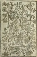 An illustration from Paradisi in sole, paradisus terrestris : or, a choice garden of all sorts of rarest flowers : with their nature, place of birth, time of flowering, names, and vertues to each plant, useful in physick, or admired for beauty. To which is annext a kitchen-garden furnished with all manner of herbs, roots, and fruits, for meat or sawce used with us. With the art of planting an orchard of all sorts of fruit-bearing trees and shrubs, shewing the nature of grafting, inoculating and pruning of them. Together with the right ordering, planting and preserving of them, with their select vertues: All unmentioned in former Herbals (1656)
