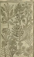 An illustration from Paradisi in sole, paradisus terrestris : or, a choice garden of all sorts of rarest flowers : with their nature, place of birth, time of flowering, names, and vertues to each plant, useful in physick, or admired for beauty. To which is annext a kitchen-garden furnished with all manner of herbs, roots, and fruits, for meat or sawce used with us. With the art of planting an orchard of all sorts of fruit-bearing trees and shrubs, shewing the nature of grafting, inoculating and pruning of them. Together with the right ordering, planting and preserving of them, with their select vertues: All unmentioned in former Herbals (1656)