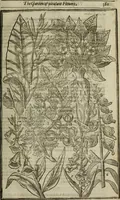 An illustration from Paradisi in sole, paradisus terrestris : or, a choice garden of all sorts of rarest flowers : with their nature, place of birth, time of flowering, names, and vertues to each plant, useful in physick, or admired for beauty. To which is annext a kitchen-garden furnished with all manner of herbs, roots, and fruits, for meat or sawce used with us. With the art of planting an orchard of all sorts of fruit-bearing trees and shrubs, shewing the nature of grafting, inoculating and pruning of them. Together with the right ordering, planting and preserving of them, with their select vertues: All unmentioned in former Herbals (1656)