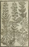 An illustration from Paradisi in sole, paradisus terrestris : or, a choice garden of all sorts of rarest flowers : with their nature, place of birth, time of flowering, names, and vertues to each plant, useful in physick, or admired for beauty. To which is annext a kitchen-garden furnished with all manner of herbs, roots, and fruits, for meat or sawce used with us. With the art of planting an orchard of all sorts of fruit-bearing trees and shrubs, shewing the nature of grafting, inoculating and pruning of them. Together with the right ordering, planting and preserving of them, with their select vertues: All unmentioned in former Herbals (1656)