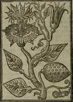 An illustration from Paradisi in sole, paradisus terrestris : or, a choice garden of all sorts of rarest flowers : with their nature, place of birth, time of flowering, names, and vertues to each plant, useful in physick, or admired for beauty. To which is annext a kitchen-garden furnished with all manner of herbs, roots, and fruits, for meat or sawce used with us. With the art of planting an orchard of all sorts of fruit-bearing trees and shrubs, shewing the nature of grafting, inoculating and pruning of them. Together with the right ordering, planting and preserving of them, with their select vertues: All unmentioned in former Herbals (1656)