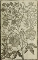 An illustration from Paradisi in sole, paradisus terrestris : or, a choice garden of all sorts of rarest flowers : with their nature, place of birth, time of flowering, names, and vertues to each plant, useful in physick, or admired for beauty. To which is annext a kitchen-garden furnished with all manner of herbs, roots, and fruits, for meat or sawce used with us. With the art of planting an orchard of all sorts of fruit-bearing trees and shrubs, shewing the nature of grafting, inoculating and pruning of them. Together with the right ordering, planting and preserving of them, with their select vertues: All unmentioned in former Herbals (1656)