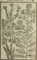 An illustration from Paradisi in sole, paradisus terrestris : or, a choice garden of all sorts of rarest flowers : with their nature, place of birth, time of flowering, names, and vertues to each plant, useful in physick, or admired for beauty. To which is annext a kitchen-garden furnished with all manner of herbs, roots, and fruits, for meat or sawce used with us. With the art of planting an orchard of all sorts of fruit-bearing trees and shrubs, shewing the nature of grafting, inoculating and pruning of them. Together with the right ordering, planting and preserving of them, with their select vertues: All unmentioned in former Herbals (1656)