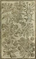 An illustration from Paradisi in sole, paradisus terrestris : or, a choice garden of all sorts of rarest flowers : with their nature, place of birth, time of flowering, names, and vertues to each plant, useful in physick, or admired for beauty. To which is annext a kitchen-garden furnished with all manner of herbs, roots, and fruits, for meat or sawce used with us. With the art of planting an orchard of all sorts of fruit-bearing trees and shrubs, shewing the nature of grafting, inoculating and pruning of them. Together with the right ordering, planting and preserving of them, with their select vertues: All unmentioned in former Herbals (1656)