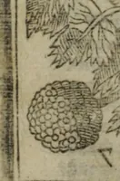 An illustration from Paradisi in sole, paradisus terrestris : or, a choice garden of all sorts of rarest flowers : with their nature, place of birth, time of flowering, names, and vertues to each plant, useful in physick, or admired for beauty. To which is annext a kitchen-garden furnished with all manner of herbs, roots, and fruits, for meat or sawce used with us. With the art of planting an orchard of all sorts of fruit-bearing trees and shrubs, shewing the nature of grafting, inoculating and pruning of them. Together with the right ordering, planting and preserving of them, with their select vertues: All unmentioned in former Herbals (1656)