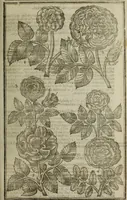 An illustration from Paradisi in sole, paradisus terrestris : or, a choice garden of all sorts of rarest flowers : with their nature, place of birth, time of flowering, names, and vertues to each plant, useful in physick, or admired for beauty. To which is annext a kitchen-garden furnished with all manner of herbs, roots, and fruits, for meat or sawce used with us. With the art of planting an orchard of all sorts of fruit-bearing trees and shrubs, shewing the nature of grafting, inoculating and pruning of them. Together with the right ordering, planting and preserving of them, with their select vertues: All unmentioned in former Herbals (1656)