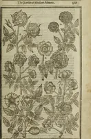 An illustration from Paradisi in sole, paradisus terrestris : or, a choice garden of all sorts of rarest flowers : with their nature, place of birth, time of flowering, names, and vertues to each plant, useful in physick, or admired for beauty. To which is annext a kitchen-garden furnished with all manner of herbs, roots, and fruits, for meat or sawce used with us. With the art of planting an orchard of all sorts of fruit-bearing trees and shrubs, shewing the nature of grafting, inoculating and pruning of them. Together with the right ordering, planting and preserving of them, with their select vertues: All unmentioned in former Herbals (1656)