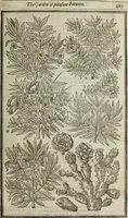 An illustration from Paradisi in sole, paradisus terrestris : or, a choice garden of all sorts of rarest flowers : with their nature, place of birth, time of flowering, names, and vertues to each plant, useful in physick, or admired for beauty. To which is annext a kitchen-garden furnished with all manner of herbs, roots, and fruits, for meat or sawce used with us. With the art of planting an orchard of all sorts of fruit-bearing trees and shrubs, shewing the nature of grafting, inoculating and pruning of them. Together with the right ordering, planting and preserving of them, with their select vertues: All unmentioned in former Herbals (1656)