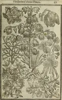 An illustration from Paradisi in sole, paradisus terrestris : or, a choice garden of all sorts of rarest flowers : with their nature, place of birth, time of flowering, names, and vertues to each plant, useful in physick, or admired for beauty. To which is annext a kitchen-garden furnished with all manner of herbs, roots, and fruits, for meat or sawce used with us. With the art of planting an orchard of all sorts of fruit-bearing trees and shrubs, shewing the nature of grafting, inoculating and pruning of them. Together with the right ordering, planting and preserving of them, with their select vertues: All unmentioned in former Herbals (1656)