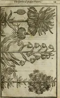 An illustration from Paradisi in sole, paradisus terrestris : or, a choice garden of all sorts of rarest flowers : with their nature, place of birth, time of flowering, names, and vertues to each plant, useful in physick, or admired for beauty. To which is annext a kitchen-garden furnished with all manner of herbs, roots, and fruits, for meat or sawce used with us. With the art of planting an orchard of all sorts of fruit-bearing trees and shrubs, shewing the nature of grafting, inoculating and pruning of them. Together with the right ordering, planting and preserving of them, with their select vertues: All unmentioned in former Herbals (1656)