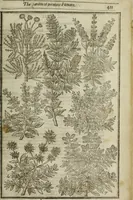 An illustration from Paradisi in sole, paradisus terrestris : or, a choice garden of all sorts of rarest flowers : with their nature, place of birth, time of flowering, names, and vertues to each plant, useful in physick, or admired for beauty. To which is annext a kitchen-garden furnished with all manner of herbs, roots, and fruits, for meat or sawce used with us. With the art of planting an orchard of all sorts of fruit-bearing trees and shrubs, shewing the nature of grafting, inoculating and pruning of them. Together with the right ordering, planting and preserving of them, with their select vertues: All unmentioned in former Herbals (1656)