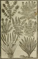 An illustration from Paradisi in sole, paradisus terrestris : or, a choice garden of all sorts of rarest flowers : with their nature, place of birth, time of flowering, names, and vertues to each plant, useful in physick, or admired for beauty. To which is annext a kitchen-garden furnished with all manner of herbs, roots, and fruits, for meat or sawce used with us. With the art of planting an orchard of all sorts of fruit-bearing trees and shrubs, shewing the nature of grafting, inoculating and pruning of them. Together with the right ordering, planting and preserving of them, with their select vertues: All unmentioned in former Herbals (1656)