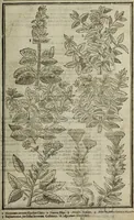 An illustration from Paradisi in sole, paradisus terrestris : or, a choice garden of all sorts of rarest flowers : with their nature, place of birth, time of flowering, names, and vertues to each plant, useful in physick, or admired for beauty. To which is annext a kitchen-garden furnished with all manner of herbs, roots, and fruits, for meat or sawce used with us. With the art of planting an orchard of all sorts of fruit-bearing trees and shrubs, shewing the nature of grafting, inoculating and pruning of them. Together with the right ordering, planting and preserving of them, with their select vertues: All unmentioned in former Herbals (1656)