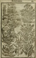 An illustration from Paradisi in sole, paradisus terrestris : or, a choice garden of all sorts of rarest flowers : with their nature, place of birth, time of flowering, names, and vertues to each plant, useful in physick, or admired for beauty. To which is annext a kitchen-garden furnished with all manner of herbs, roots, and fruits, for meat or sawce used with us. With the art of planting an orchard of all sorts of fruit-bearing trees and shrubs, shewing the nature of grafting, inoculating and pruning of them. Together with the right ordering, planting and preserving of them, with their select vertues: All unmentioned in former Herbals (1656)
