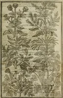 An illustration from Paradisi in sole, paradisus terrestris : or, a choice garden of all sorts of rarest flowers : with their nature, place of birth, time of flowering, names, and vertues to each plant, useful in physick, or admired for beauty. To which is annext a kitchen-garden furnished with all manner of herbs, roots, and fruits, for meat or sawce used with us. With the art of planting an orchard of all sorts of fruit-bearing trees and shrubs, shewing the nature of grafting, inoculating and pruning of them. Together with the right ordering, planting and preserving of them, with their select vertues: All unmentioned in former Herbals (1656)