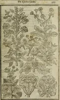 An illustration from Paradisi in sole, paradisus terrestris : or, a choice garden of all sorts of rarest flowers : with their nature, place of birth, time of flowering, names, and vertues to each plant, useful in physick, or admired for beauty. To which is annext a kitchen-garden furnished with all manner of herbs, roots, and fruits, for meat or sawce used with us. With the art of planting an orchard of all sorts of fruit-bearing trees and shrubs, shewing the nature of grafting, inoculating and pruning of them. Together with the right ordering, planting and preserving of them, with their select vertues: All unmentioned in former Herbals (1656)