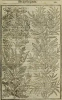 An illustration from Paradisi in sole, paradisus terrestris : or, a choice garden of all sorts of rarest flowers : with their nature, place of birth, time of flowering, names, and vertues to each plant, useful in physick, or admired for beauty. To which is annext a kitchen-garden furnished with all manner of herbs, roots, and fruits, for meat or sawce used with us. With the art of planting an orchard of all sorts of fruit-bearing trees and shrubs, shewing the nature of grafting, inoculating and pruning of them. Together with the right ordering, planting and preserving of them, with their select vertues: All unmentioned in former Herbals (1656)