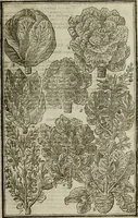 An illustration from Paradisi in sole, paradisus terrestris : or, a choice garden of all sorts of rarest flowers : with their nature, place of birth, time of flowering, names, and vertues to each plant, useful in physick, or admired for beauty. To which is annext a kitchen-garden furnished with all manner of herbs, roots, and fruits, for meat or sawce used with us. With the art of planting an orchard of all sorts of fruit-bearing trees and shrubs, shewing the nature of grafting, inoculating and pruning of them. Together with the right ordering, planting and preserving of them, with their select vertues: All unmentioned in former Herbals (1656)