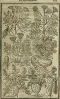 An illustration from Paradisi in sole, paradisus terrestris : or, a choice garden of all sorts of rarest flowers : with their nature, place of birth, time of flowering, names, and vertues to each plant, useful in physick, or admired for beauty. To which is annext a kitchen-garden furnished with all manner of herbs, roots, and fruits, for meat or sawce used with us. With the art of planting an orchard of all sorts of fruit-bearing trees and shrubs, shewing the nature of grafting, inoculating and pruning of them. Together with the right ordering, planting and preserving of them, with their select vertues: All unmentioned in former Herbals (1656)