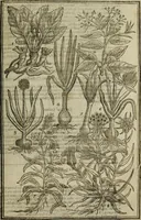 An illustration from Paradisi in sole, paradisus terrestris : or, a choice garden of all sorts of rarest flowers : with their nature, place of birth, time of flowering, names, and vertues to each plant, useful in physick, or admired for beauty. To which is annext a kitchen-garden furnished with all manner of herbs, roots, and fruits, for meat or sawce used with us. With the art of planting an orchard of all sorts of fruit-bearing trees and shrubs, shewing the nature of grafting, inoculating and pruning of them. Together with the right ordering, planting and preserving of them, with their select vertues: All unmentioned in former Herbals (1656)