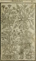 An illustration from Paradisi in sole, paradisus terrestris : or, a choice garden of all sorts of rarest flowers : with their nature, place of birth, time of flowering, names, and vertues to each plant, useful in physick, or admired for beauty. To which is annext a kitchen-garden furnished with all manner of herbs, roots, and fruits, for meat or sawce used with us. With the art of planting an orchard of all sorts of fruit-bearing trees and shrubs, shewing the nature of grafting, inoculating and pruning of them. Together with the right ordering, planting and preserving of them, with their select vertues: All unmentioned in former Herbals (1656)