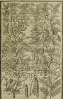 An illustration from Paradisi in sole, paradisus terrestris : or, a choice garden of all sorts of rarest flowers : with their nature, place of birth, time of flowering, names, and vertues to each plant, useful in physick, or admired for beauty. To which is annext a kitchen-garden furnished with all manner of herbs, roots, and fruits, for meat or sawce used with us. With the art of planting an orchard of all sorts of fruit-bearing trees and shrubs, shewing the nature of grafting, inoculating and pruning of them. Together with the right ordering, planting and preserving of them, with their select vertues: All unmentioned in former Herbals (1656)