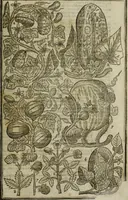 An illustration from Paradisi in sole, paradisus terrestris : or, a choice garden of all sorts of rarest flowers : with their nature, place of birth, time of flowering, names, and vertues to each plant, useful in physick, or admired for beauty. To which is annext a kitchen-garden furnished with all manner of herbs, roots, and fruits, for meat or sawce used with us. With the art of planting an orchard of all sorts of fruit-bearing trees and shrubs, shewing the nature of grafting, inoculating and pruning of them. Together with the right ordering, planting and preserving of them, with their select vertues: All unmentioned in former Herbals (1656)