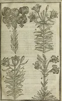An illustration from Paradisi in sole, paradisus terrestris : or, a choice garden of all sorts of rarest flowers : with their nature, place of birth, time of flowering, names, and vertues to each plant, useful in physick, or admired for beauty. To which is annext a kitchen-garden furnished with all manner of herbs, roots, and fruits, for meat or sawce used with us. With the art of planting an orchard of all sorts of fruit-bearing trees and shrubs, shewing the nature of grafting, inoculating and pruning of them. Together with the right ordering, planting and preserving of them, with their select vertues: All unmentioned in former Herbals (1656)