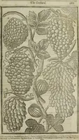 An illustration from Paradisi in sole, paradisus terrestris : or, a choice garden of all sorts of rarest flowers : with their nature, place of birth, time of flowering, names, and vertues to each plant, useful in physick, or admired for beauty. To which is annext a kitchen-garden furnished with all manner of herbs, roots, and fruits, for meat or sawce used with us. With the art of planting an orchard of all sorts of fruit-bearing trees and shrubs, shewing the nature of grafting, inoculating and pruning of them. Together with the right ordering, planting and preserving of them, with their select vertues: All unmentioned in former Herbals (1656)