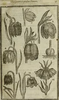 An illustration from Paradisi in sole, paradisus terrestris : or, a choice garden of all sorts of rarest flowers : with their nature, place of birth, time of flowering, names, and vertues to each plant, useful in physick, or admired for beauty. To which is annext a kitchen-garden furnished with all manner of herbs, roots, and fruits, for meat or sawce used with us. With the art of planting an orchard of all sorts of fruit-bearing trees and shrubs, shewing the nature of grafting, inoculating and pruning of them. Together with the right ordering, planting and preserving of them, with their select vertues: All unmentioned in former Herbals (1656)