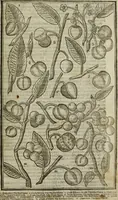 An illustration from Paradisi in sole, paradisus terrestris : or, a choice garden of all sorts of rarest flowers : with their nature, place of birth, time of flowering, names, and vertues to each plant, useful in physick, or admired for beauty. To which is annext a kitchen-garden furnished with all manner of herbs, roots, and fruits, for meat or sawce used with us. With the art of planting an orchard of all sorts of fruit-bearing trees and shrubs, shewing the nature of grafting, inoculating and pruning of them. Together with the right ordering, planting and preserving of them, with their select vertues: All unmentioned in former Herbals (1656)
