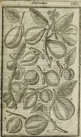 An illustration from Paradisi in sole, paradisus terrestris : or, a choice garden of all sorts of rarest flowers : with their nature, place of birth, time of flowering, names, and vertues to each plant, useful in physick, or admired for beauty. To which is annext a kitchen-garden furnished with all manner of herbs, roots, and fruits, for meat or sawce used with us. With the art of planting an orchard of all sorts of fruit-bearing trees and shrubs, shewing the nature of grafting, inoculating and pruning of them. Together with the right ordering, planting and preserving of them, with their select vertues: All unmentioned in former Herbals (1656)