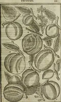 An illustration from Paradisi in sole, paradisus terrestris : or, a choice garden of all sorts of rarest flowers : with their nature, place of birth, time of flowering, names, and vertues to each plant, useful in physick, or admired for beauty. To which is annext a kitchen-garden furnished with all manner of herbs, roots, and fruits, for meat or sawce used with us. With the art of planting an orchard of all sorts of fruit-bearing trees and shrubs, shewing the nature of grafting, inoculating and pruning of them. Together with the right ordering, planting and preserving of them, with their select vertues: All unmentioned in former Herbals (1656)