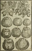 An illustration from Paradisi in sole, paradisus terrestris : or, a choice garden of all sorts of rarest flowers : with their nature, place of birth, time of flowering, names, and vertues to each plant, useful in physick, or admired for beauty. To which is annext a kitchen-garden furnished with all manner of herbs, roots, and fruits, for meat or sawce used with us. With the art of planting an orchard of all sorts of fruit-bearing trees and shrubs, shewing the nature of grafting, inoculating and pruning of them. Together with the right ordering, planting and preserving of them, with their select vertues: All unmentioned in former Herbals (1656)