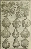 An illustration from Paradisi in sole, paradisus terrestris : or, a choice garden of all sorts of rarest flowers : with their nature, place of birth, time of flowering, names, and vertues to each plant, useful in physick, or admired for beauty. To which is annext a kitchen-garden furnished with all manner of herbs, roots, and fruits, for meat or sawce used with us. With the art of planting an orchard of all sorts of fruit-bearing trees and shrubs, shewing the nature of grafting, inoculating and pruning of them. Together with the right ordering, planting and preserving of them, with their select vertues: All unmentioned in former Herbals (1656)