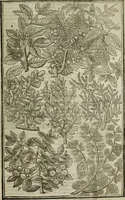 An illustration from Paradisi in sole, paradisus terrestris : or, a choice garden of all sorts of rarest flowers : with their nature, place of birth, time of flowering, names, and vertues to each plant, useful in physick, or admired for beauty. To which is annext a kitchen-garden furnished with all manner of herbs, roots, and fruits, for meat or sawce used with us. With the art of planting an orchard of all sorts of fruit-bearing trees and shrubs, shewing the nature of grafting, inoculating and pruning of them. Together with the right ordering, planting and preserving of them, with their select vertues: All unmentioned in former Herbals (1656)
