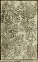 An illustration from Paradisi in sole, paradisus terrestris : or, a choice garden of all sorts of rarest flowers : with their nature, place of birth, time of flowering, names, and vertues to each plant, useful in physick, or admired for beauty. To which is annext a kitchen-garden furnished with all manner of herbs, roots, and fruits, for meat or sawce used with us. With the art of planting an orchard of all sorts of fruit-bearing trees and shrubs, shewing the nature of grafting, inoculating and pruning of them. Together with the right ordering, planting and preserving of them, with their select vertues: All unmentioned in former Herbals (1656)