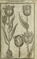 An illustration from Paradisi in sole, paradisus terrestris : or, a choice garden of all sorts of rarest flowers : with their nature, place of birth, time of flowering, names, and vertues to each plant, useful in physick, or admired for beauty. To which is annext a kitchen-garden furnished with all manner of herbs, roots, and fruits, for meat or sawce used with us. With the art of planting an orchard of all sorts of fruit-bearing trees and shrubs, shewing the nature of grafting, inoculating and pruning of them. Together with the right ordering, planting and preserving of them, with their select vertues: All unmentioned in former Herbals (1656)