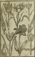 An illustration from Paradisi in sole, paradisus terrestris : or, a choice garden of all sorts of rarest flowers : with their nature, place of birth, time of flowering, names, and vertues to each plant, useful in physick, or admired for beauty. To which is annext a kitchen-garden furnished with all manner of herbs, roots, and fruits, for meat or sawce used with us. With the art of planting an orchard of all sorts of fruit-bearing trees and shrubs, shewing the nature of grafting, inoculating and pruning of them. Together with the right ordering, planting and preserving of them, with their select vertues: All unmentioned in former Herbals (1656)