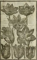 An illustration from Paradisi in sole, paradisus terrestris : or, a choice garden of all sorts of rarest flowers : with their nature, place of birth, time of flowering, names, and vertues to each plant, useful in physick, or admired for beauty. To which is annext a kitchen-garden furnished with all manner of herbs, roots, and fruits, for meat or sawce used with us. With the art of planting an orchard of all sorts of fruit-bearing trees and shrubs, shewing the nature of grafting, inoculating and pruning of them. Together with the right ordering, planting and preserving of them, with their select vertues: All unmentioned in former Herbals (1656)